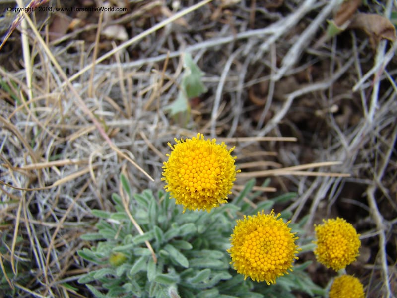 OR. Malheur Co. Leslie Gulch. 1 Jun 08. 133.jpg