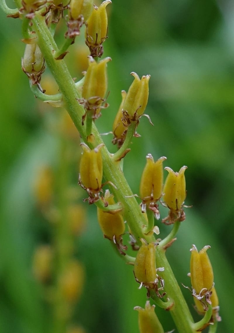Japanolirion osense--Japan. Hokkaido. Teshio Exptl. For. 3 Aug 2016. DSC00757 (30).JPG