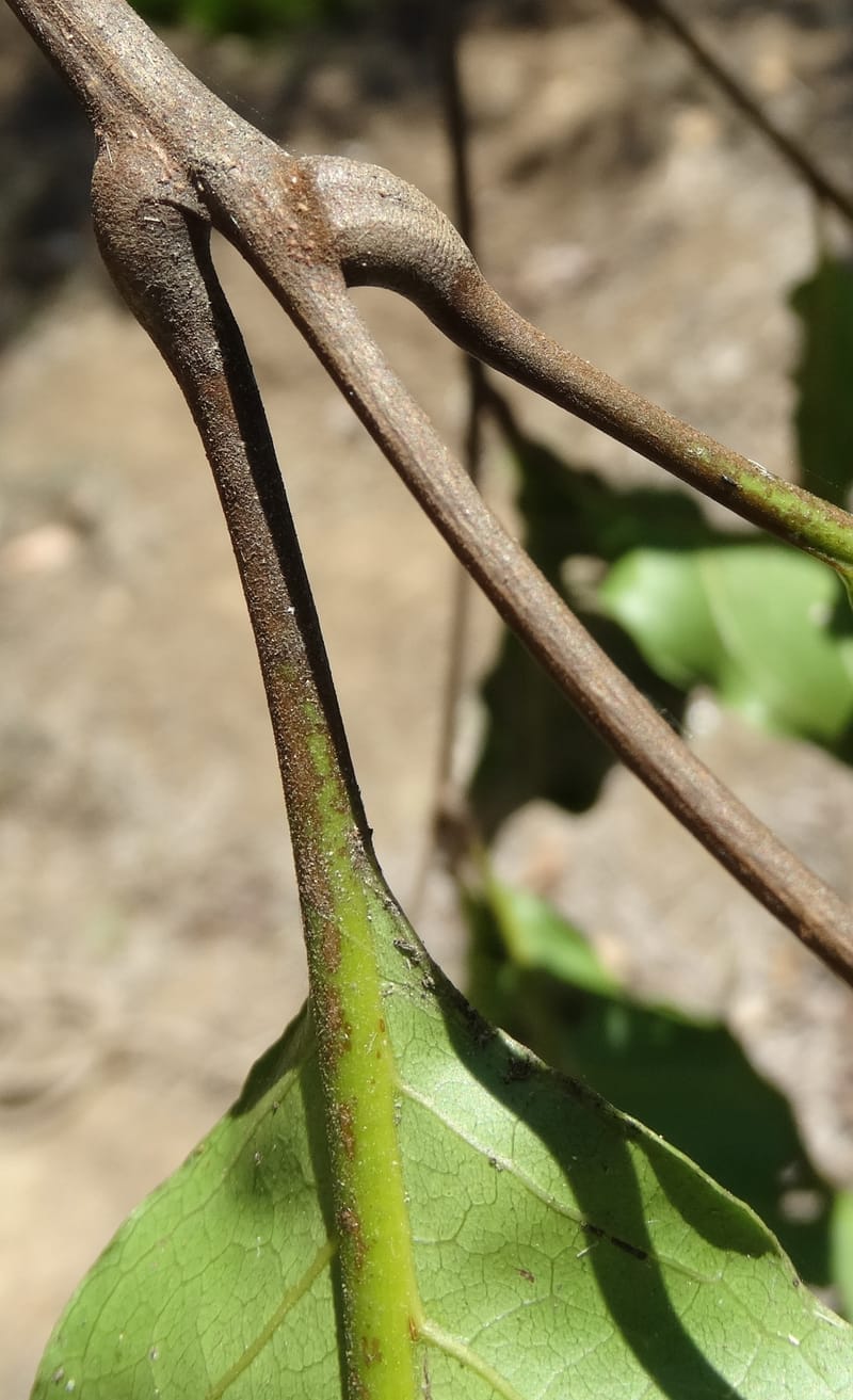 Cupaniopsis, Callmander, M 1227--New Caledonia. Tina. 10 Nov 2015. DSC00610 (29).JPG