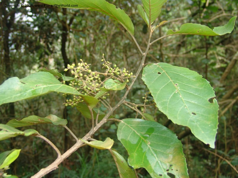 Maesa lanceolata--So.Africa. Mpumal. Moodie Mts.  18 Mch 05. 184.jpg