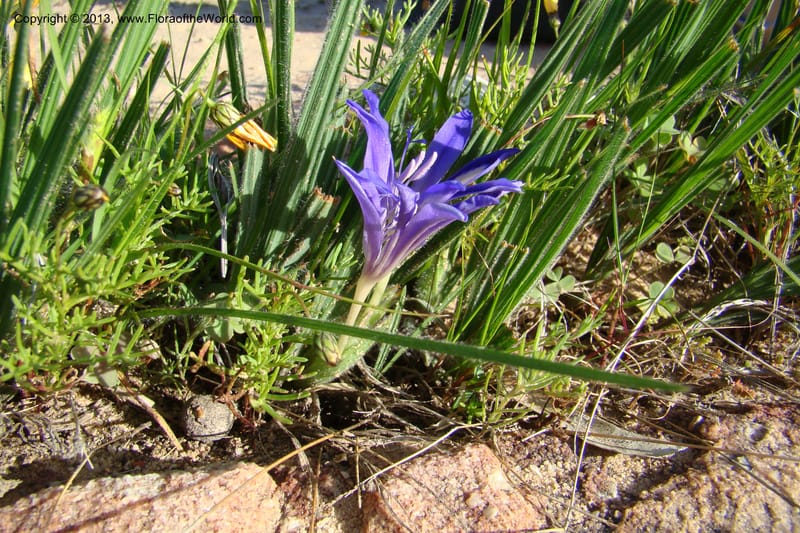 Babiana sambucina ssp. longibracteata, C. Davidson 11555--South Africa. Northern Cape. Papkuilsfontein. 25 Aug 09. 076 (4).jpg