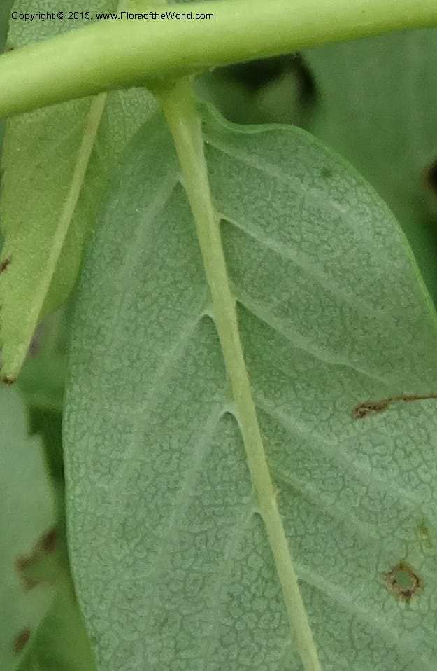 Sorbus aucuparia, Davidson, C 12484--Georgia (Caucasus). Koslitavi, branch of Merisi Gorge. 11 Jun 2014. DSC08456 (35).JPG