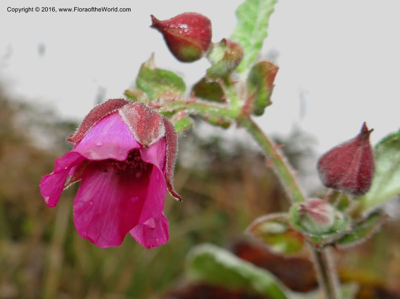 Rubus, Ulloa, C 2384--Ecuador. Azuay. Matanga. 2 Oct 2012. DSC06351 (310).JPG