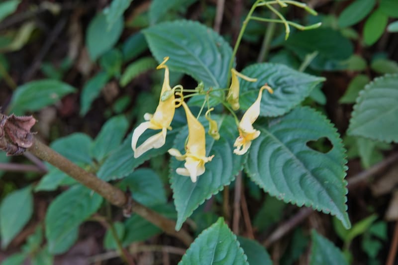 Impatiens ruiliensis, D. Boufford 44100--China. Yunnan. Lao jun Shan. 30 Apr 2018. DSC00424 (601).JPG
