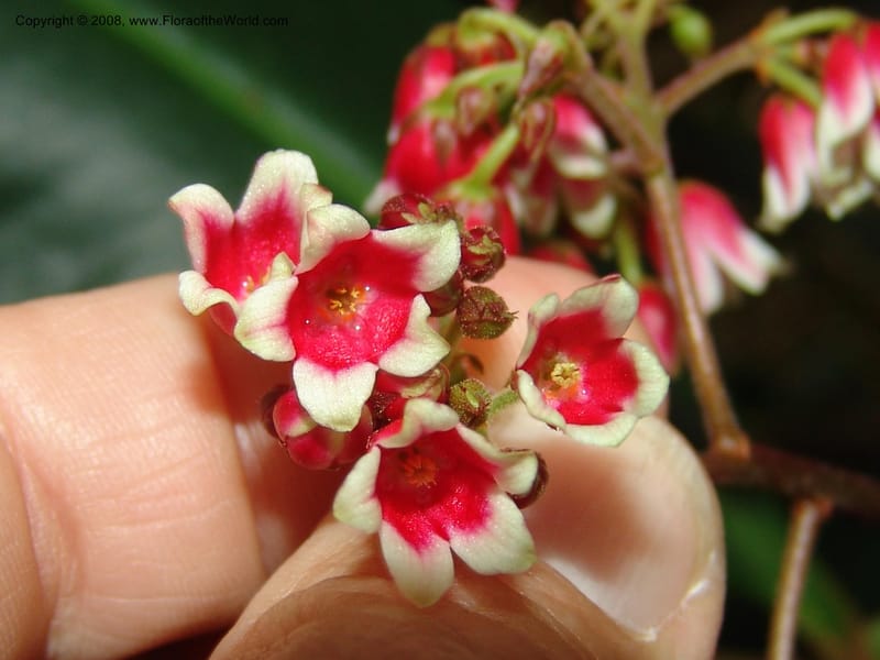 Parathesis--CA. San Francisco Botanical Garden (Strybing Arb.). 30 Mch 06. 185.jpg