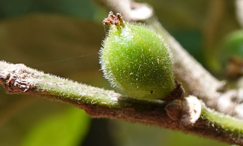 Aporosa dioica, D. Boufford 44137--China. Yunnan. Along G213. 4 May 2018. DSC02084 (41).JPG