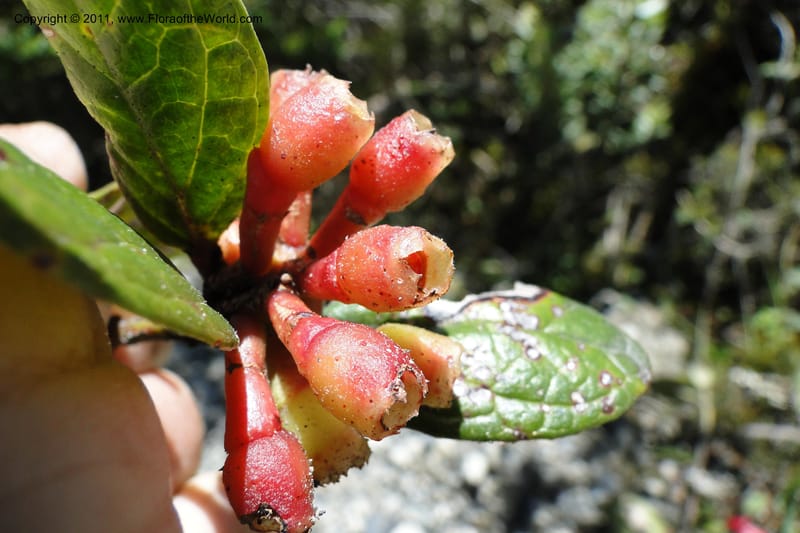 Cavendishia, Ulloa 2093--Ecuador. P. N. Sangay. 6 June 2011. 091 (9).jpg