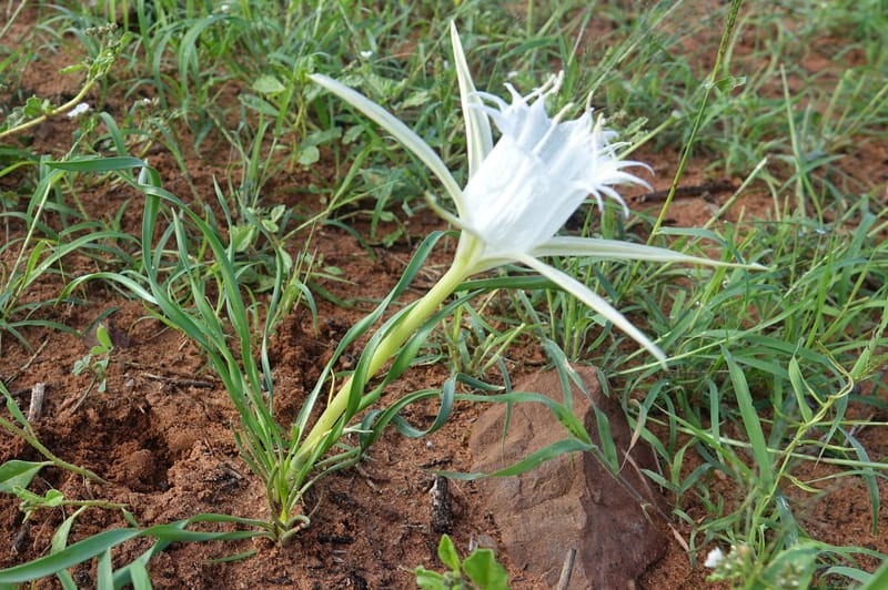 Pancratium tenuifolium, L. Nanyeni 1257--Namibia. Hwy D1471, S of Eningu Farm. 28 Mar 2018. DSC03969 (1).JPG