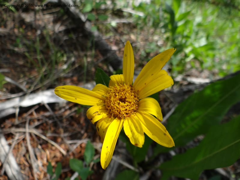 Wyethia, Mansfield, D 12-602--ID. Bear Lake Co. Mt. Sherman. 13 Jul 2012. DSC03473 (126).JPG