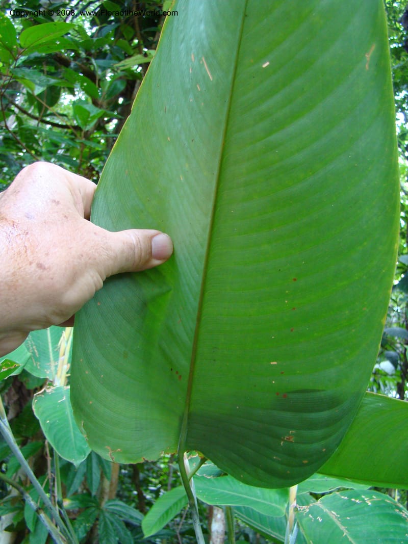 Ischnosiphon inflatus, RAguilar11183--Costa Rica. Puntar. Osa. Los Mogos. 17 Apr 08. 322.jpg