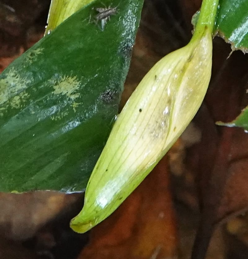 Anubias, C. Davidson 13942--Gabon. Maurel & Prom Oil Rd. 2 Nov. 2018. DSC01376 (52).JPG