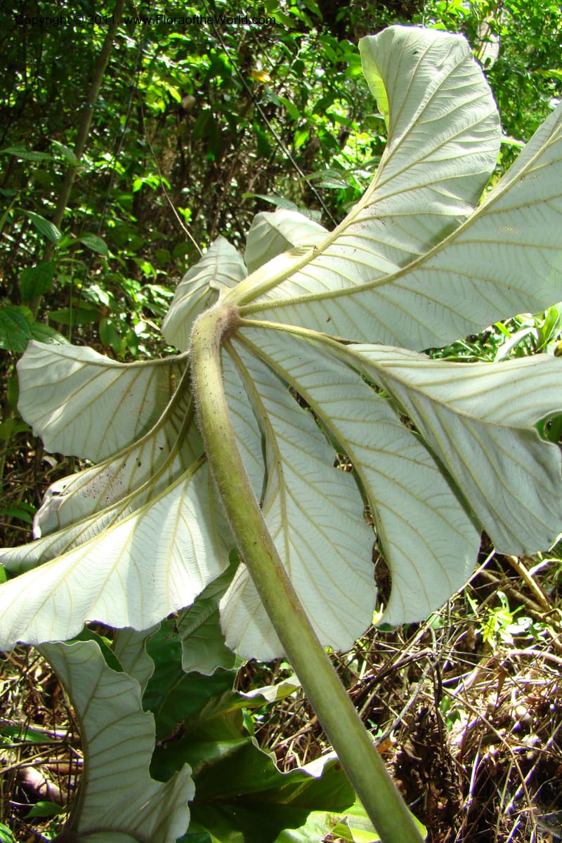 Cecropia peltata, Phillipson 6117--Madagascar. Prov. Fianarantsoa. Manombo Nat. Park. 13 Jan 09. 077 (26).jpg