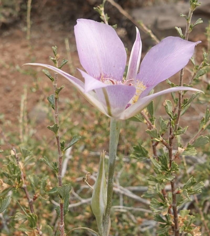 Calochortus macrocarpus, Davidson 14231--OR. Harney Co. Steens Mtn. July 2021. DSC09986 (883).JPG