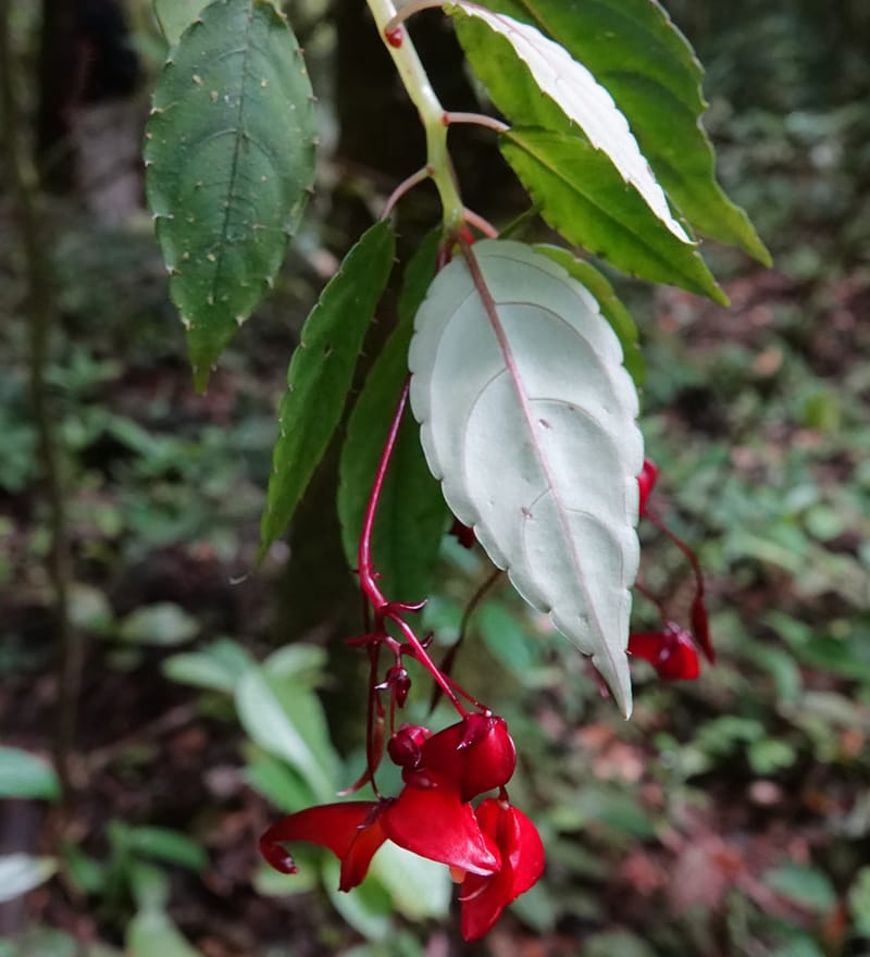 Impatiens, C. Davidson 13908--Gabon. M de C. Sent. Andok. 28 Oct 2018. DSC09339 (345).JPG