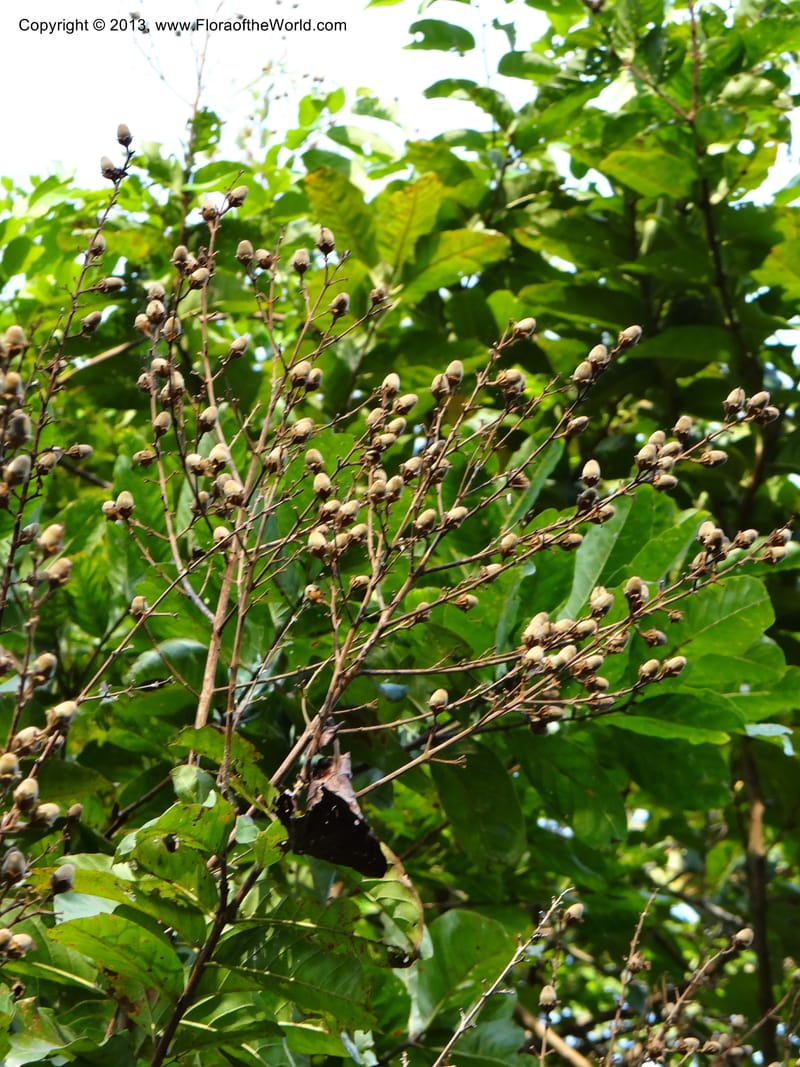 Lagerstroemia--Thailand. Trang. Khao Pra Bang Kram Wildl. Sanct. 16 Nov 2012. DSC00077 (137).JPG