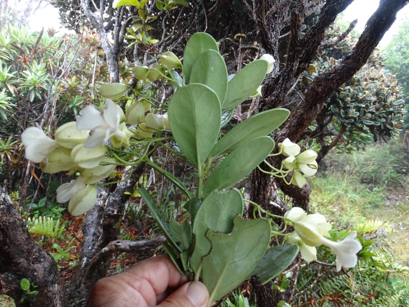 Oxera crassifolia, Munzinger, J 7429--New Caledonia. Mont Humboldt. 14 Nov 2015. DSC02401 (264).JPG