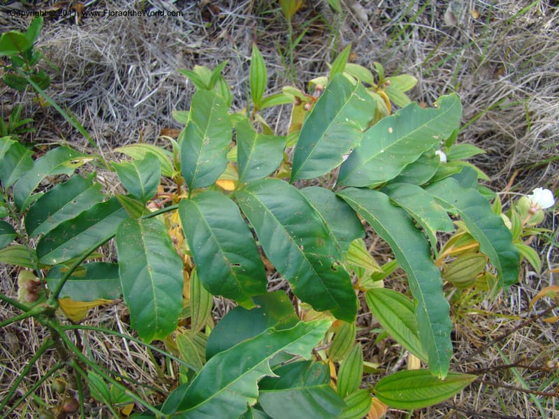 Cupaniopsis, Munzinger, J 4744--New Caledonia, Prov N, Mt. Mandjelia,  13 Nov 2007 229 (8).jpg