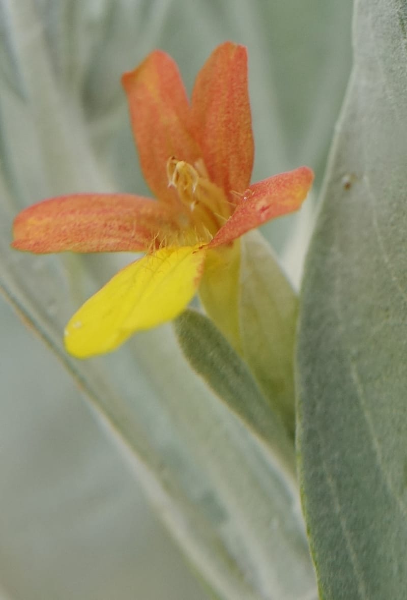 Petalidium englerianum, L. Nanyeni 1177--Namibia. Hwy C38 4 km SE pf Outjo. 17 Mar 2018. DSC01495 (40).JPG