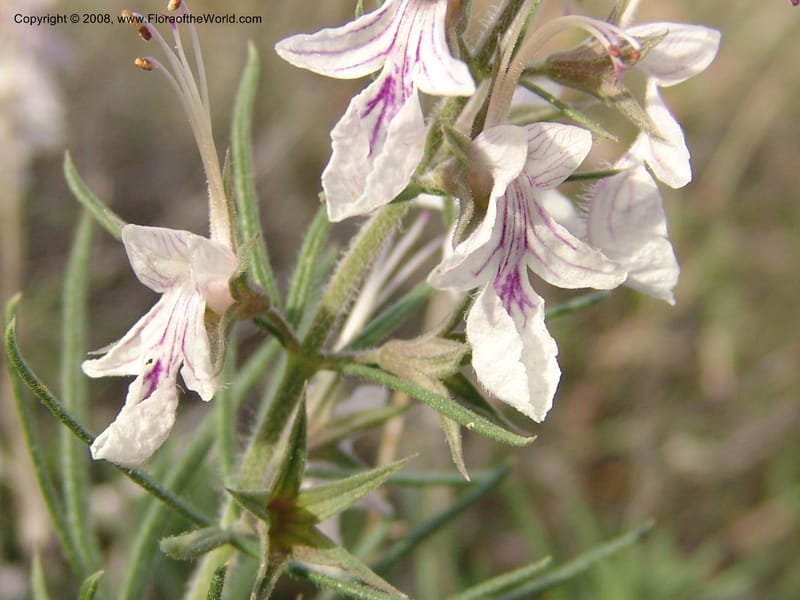 Teucrium pseudochamaepitys--Spain. Prov. Alm. Cabo d Gata. Jard.Bot.El Abardinal. 23 Apr 05. 131.jpg