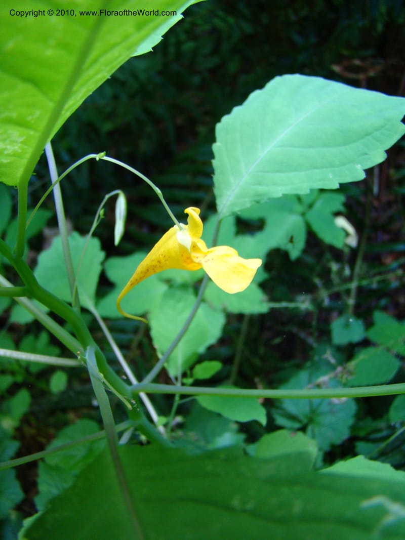 Impatiens noli-tangere--Canada. BC. Bridal Veil Falls Prov. Park. 26 Jul 08. 012.jpg
