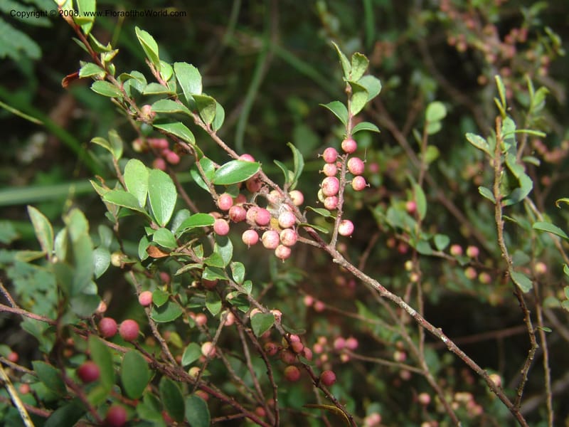 Myrsine africana--So.Africa. Mpumal. Buffelskloof Private Nat. Res. 17 Mch 05. 279.jpg