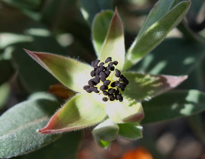 Hibbertia miniata, Davidson, C 13376--Australia. W.A. Flora Rd. 22 Oct 2016. DSC03739 (12).JPG