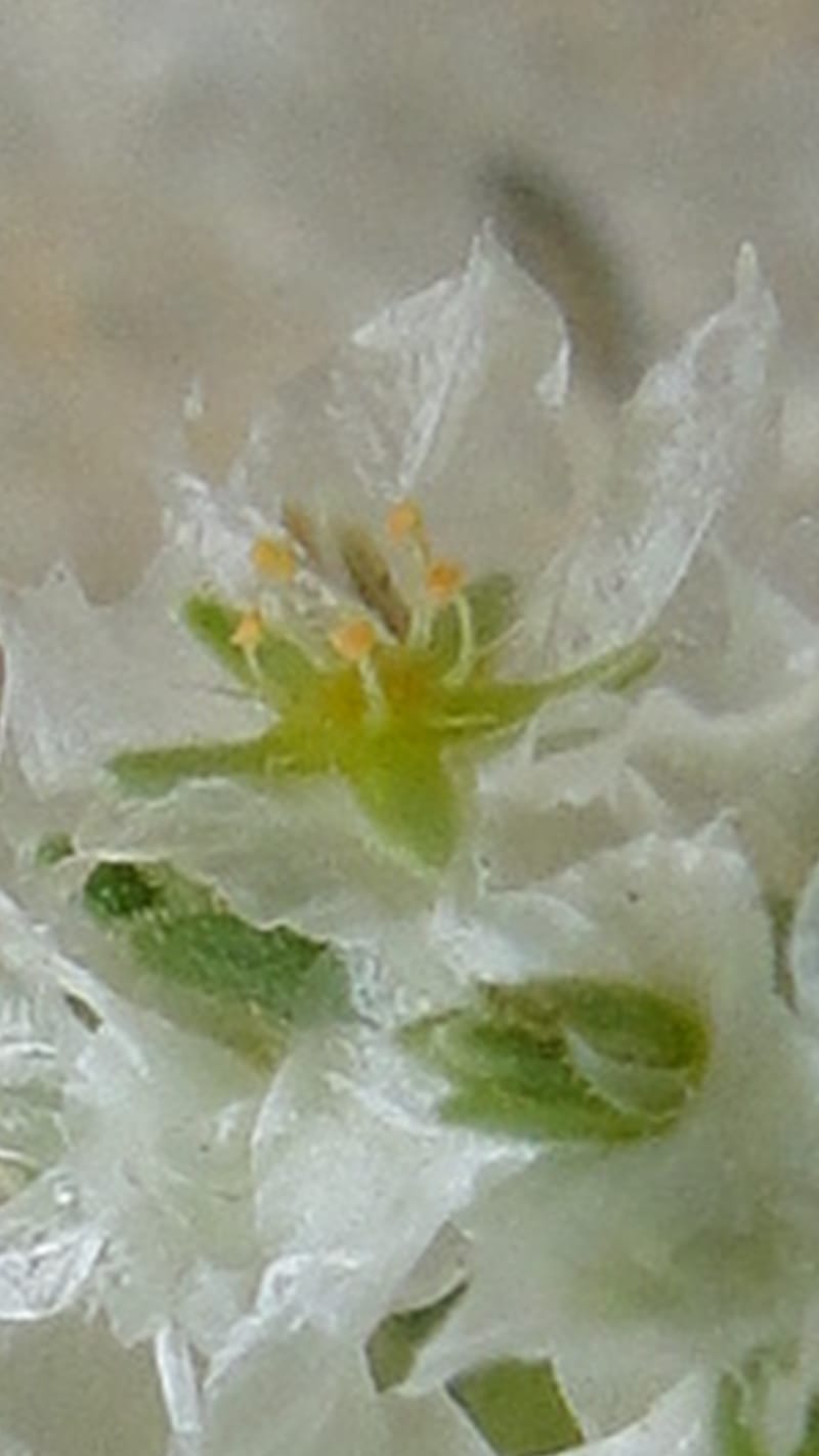 Paronychia kurdica, A. G. Miller 120.6--Iraq. Kurdistan. Shakh-i Pira Magun. 9 June 2010. 265 (16).jpg