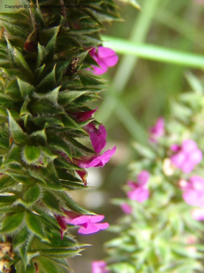 Muraltia alopecuroides--So.Africa. E. Cape. Van Stadens Wildfl. Res.. 6 Mch 05. 084.jpg