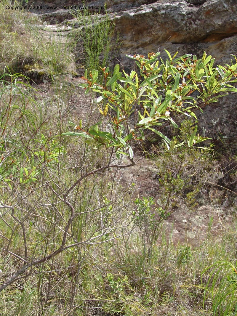 Acridocarpus, Z.Rogers820--Madag. Prov. Fianar. Parc Nat. Isalo.  12 Jan 06. 219.jpg