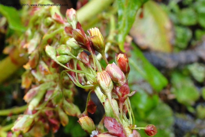 Rumex tolimensis, Ulloa 1994--Ecuador. Napo. Papallacta to Baeza. 1 Jun 2011. 376 (26).jpg