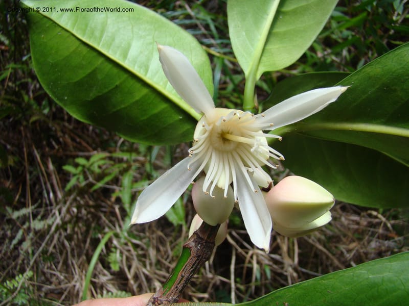 Crossostylis grandiflora,  Munzinger, J 4754--New Caledonia, Prov N, Les Trois Creeks,  13 Nov 2007, 024 (2).jpg