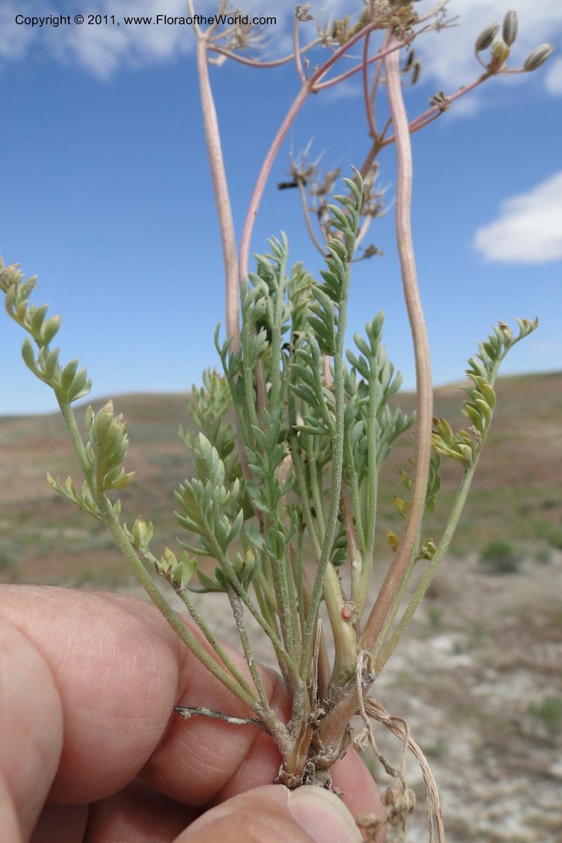 Lomatium bentonitum, J. Smith 9752--Oregon. Malheur Co. Leslie Gulch. 30 June 2011. 091 (3).jpg