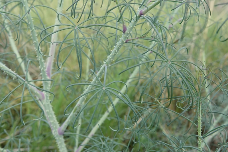 Cleome angustifolia subsp. diandra, L. Nanyeni 1140--Namibia. Avis Dam. 15 Mar 2018. DSC00541 (3).JPG