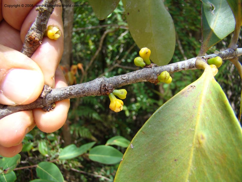 Garcinia neglecta, JMunzinger4669--N.Caled. Dumbea Dam in Dumbea Riv, S of Noumea. 11 Nov 07. 248.jpg