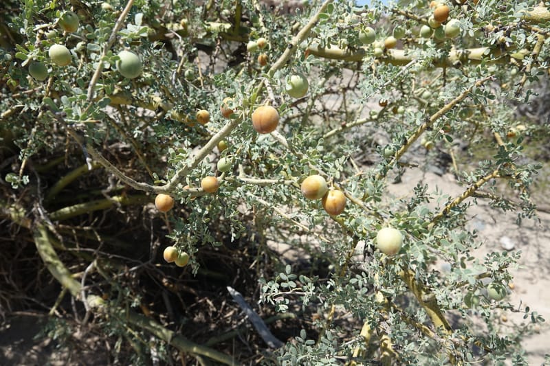 Geoffroea decorticans, Fortunato 13124--Argentina. W of Bellavista. 6 Feb 2018. DSC08696 (206).JPG