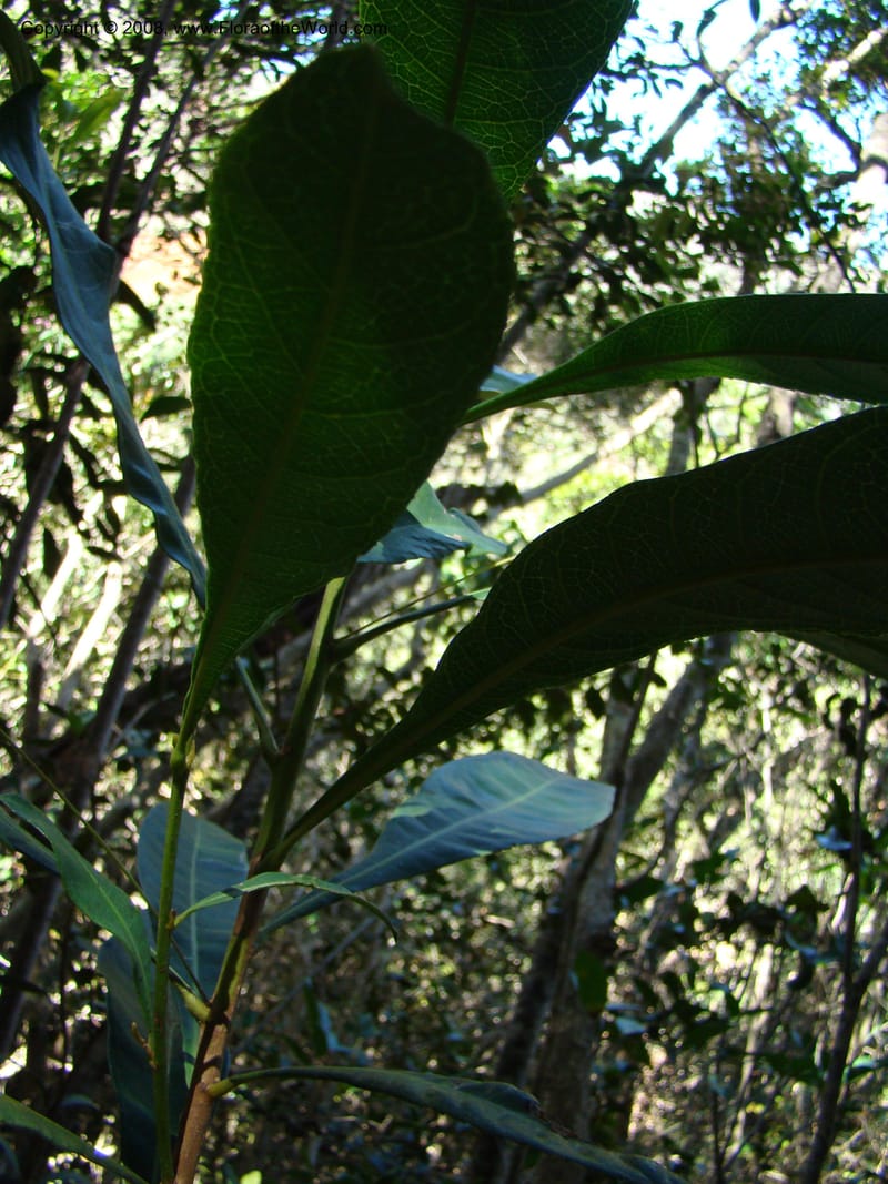 Cleidion, JMunzinger4654--N.Caled. Dumbea Dam in Dumbea Riv, S of Noumea. 11 Nov 07. 056.jpg
