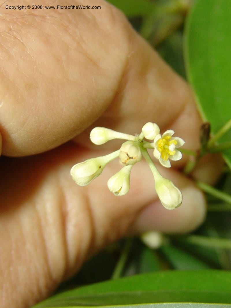 Cinnamomum pauciflorum, 040921101--China. Hubei. Wuhan Botanical Garden. 24 Apr 07. 405.jpg