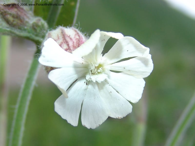 Vaccaria album--Georgia. Vic. of Tskhrats'karo Pass. 7 Jun 05. 332.jpg
