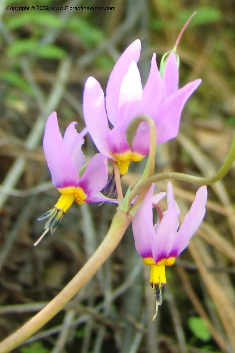 Dodecatheon pulchellum, C. Davidson 11351--ID. Idaho Co. Salmon River Rd. 17 May 09. 222.jpg