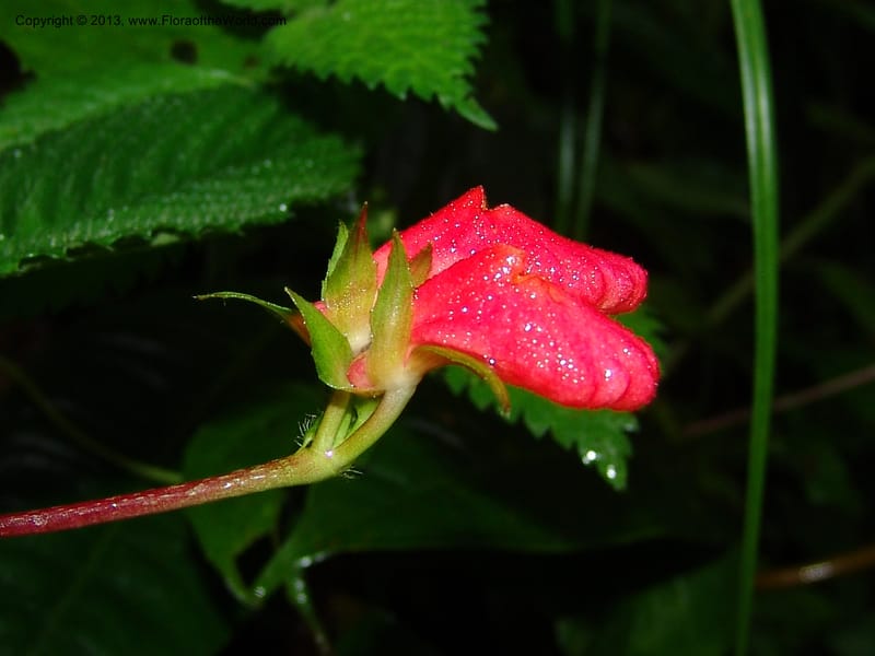 Gasteranthus, Croat 95692--Ecuador. Maquipucuna Biol. Res. Send. Princip. 11 Mar 06. 011 (6).jpg