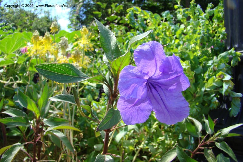 Ruellia simplex--New York. Brooklyn Botanic Garden. 19 July 2009. 011.jpg