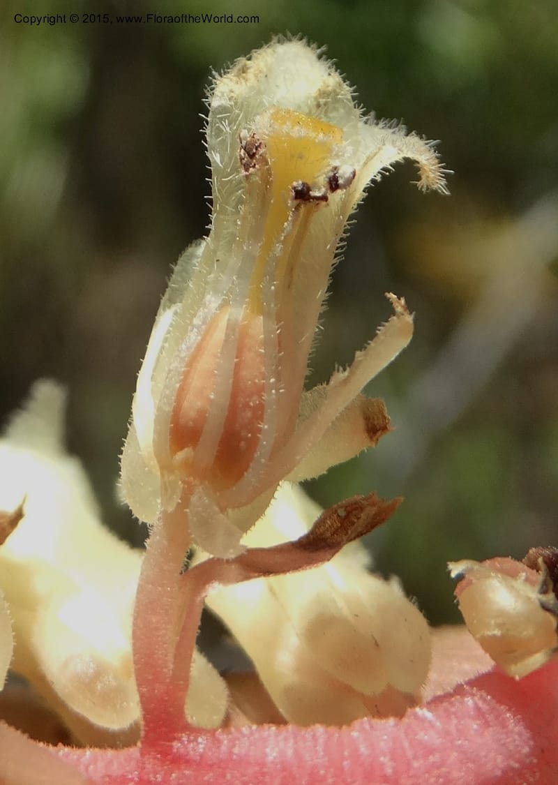 Monotropa hypopitys, Davidson, C 12626--ID. Idaho Co. S of Steamboat Summit. 5 Aug 2014. DSC00156 (165).JPG