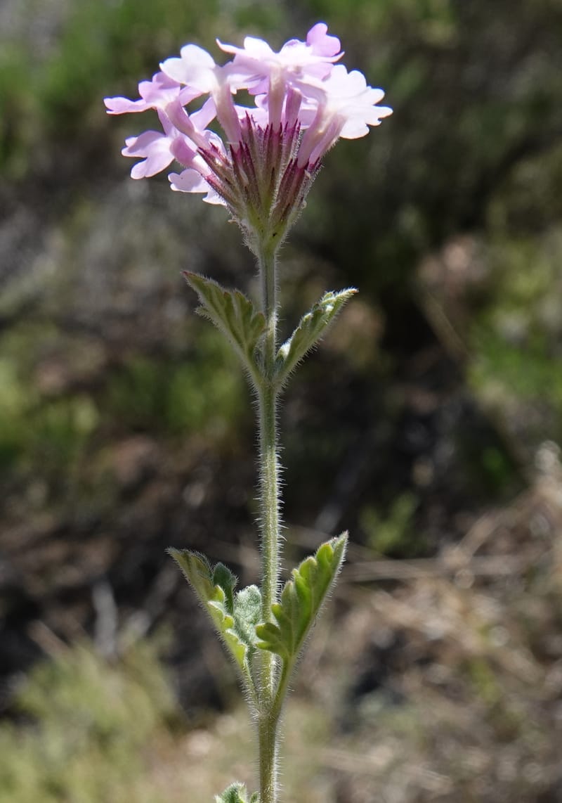 Glandularia gooddingii, C. Davidson 13980--AZ. Pima Co. Mt. Lemmon. Molino View Parking. 8 Apr 2019. DSC (187).JPG