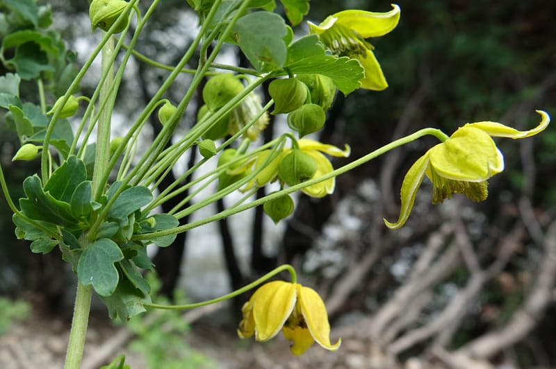 Clematis tangutica, Not collected--China. Sichuan. Yibailingba-gou. 12 Aug 2017. DSC04660 (443).JPG