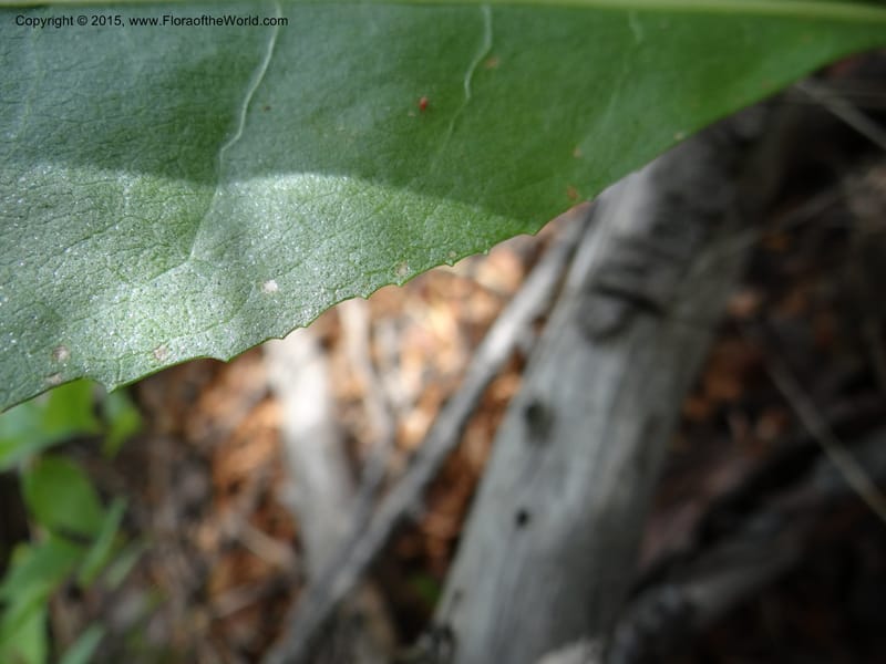 Wyethia, Mansfield, D 12-602--ID. Bear Lake Co. Mt. Sherman. 13 Jul 2012. DSC03473 (137).JPG
