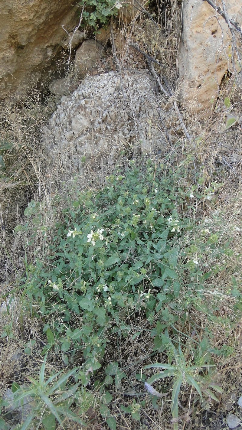 Stachys ballotiformis, A. G. Miller 132.11--Iraq. Kurdistan. Shakh-i Pira Magun. Gueza Khan. 11 June 2010. 089 (3).jpg