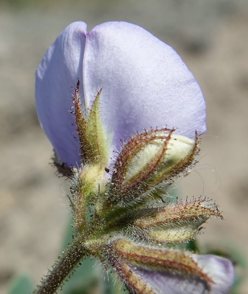 Poissonia heterantha, Fortunato 13088--Argentina. Hwy 150 W of Jachal. 5 Feb 2018. DSC08346 (37).JPG