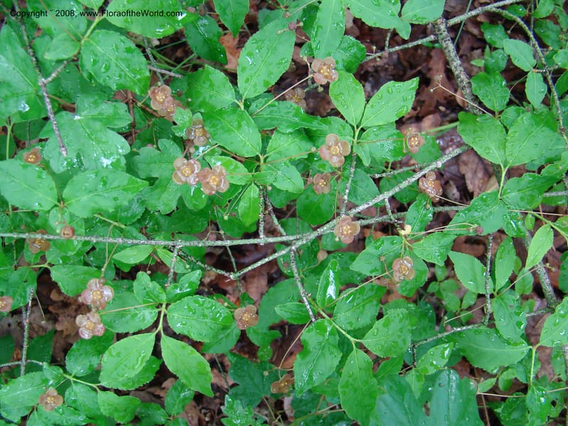 Slovenia. 3 km S of Kozina. 17 May 08. 169.jpg