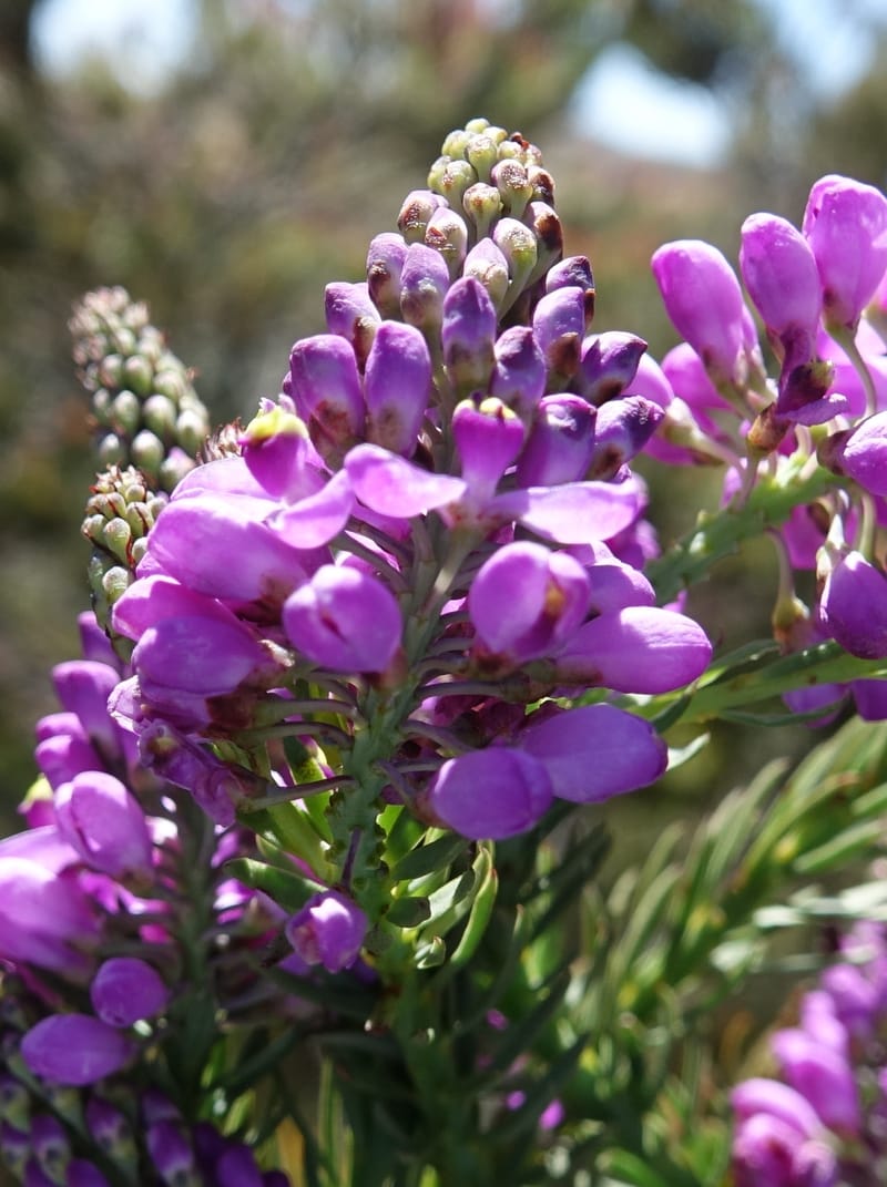 Comesperma, Davidson, C 13424--Australia. W.A. Green Head-Coorow Rd. Stop 2. 24 Oct 2016. DSC04873 (9).JPG