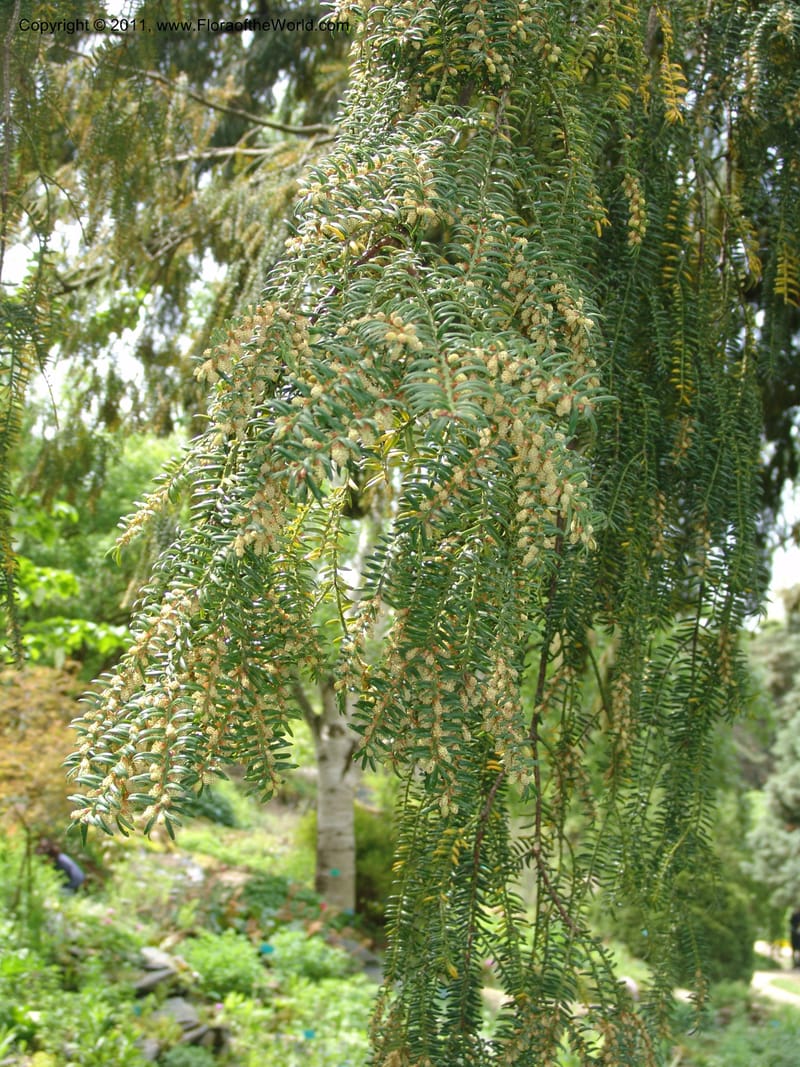 Torreya nucifera--France. Paris. Jardin des Plantes. 28 Apr 05. 267.jpg